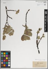 Foto von Salix lanata L.
